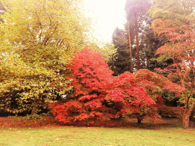Westonbirt Arboretum